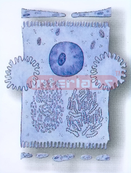 HUMAN HISTOLOGY MODEL (2)